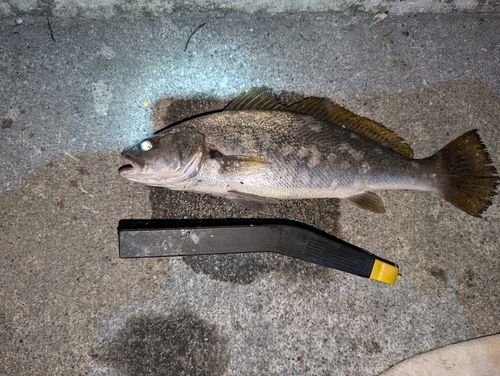 イシモチの釣果