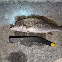 イシモチ