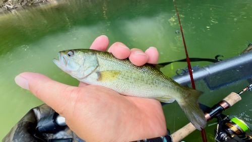 ラージマウスバスの釣果
