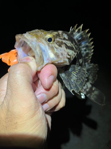 タケノコメバルの釣果
