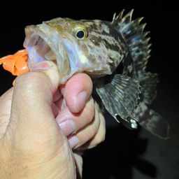 タケノコメバル