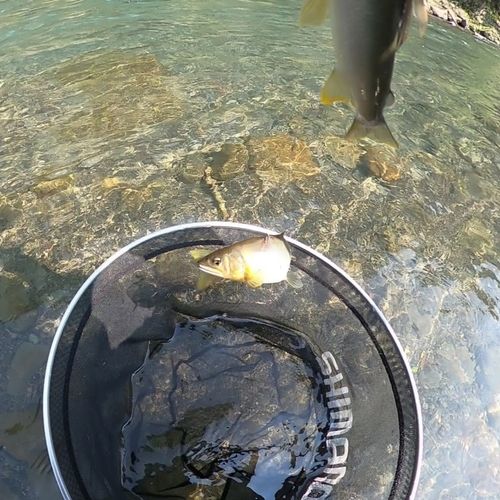 アユの釣果