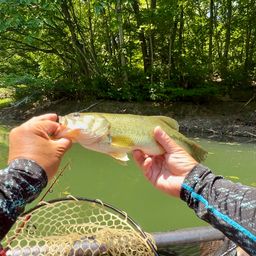 ラージマウスバス