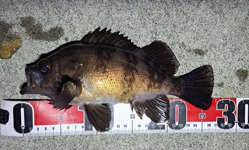 メバルの釣果