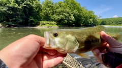 ラージマウスバスの釣果