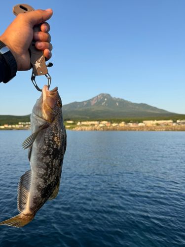 アイナメの釣果