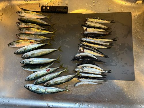 サバの釣果