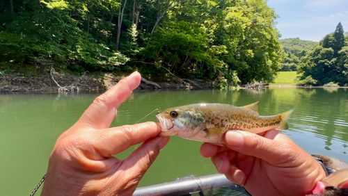ラージマウスバスの釣果