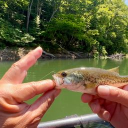 ラージマウスバス