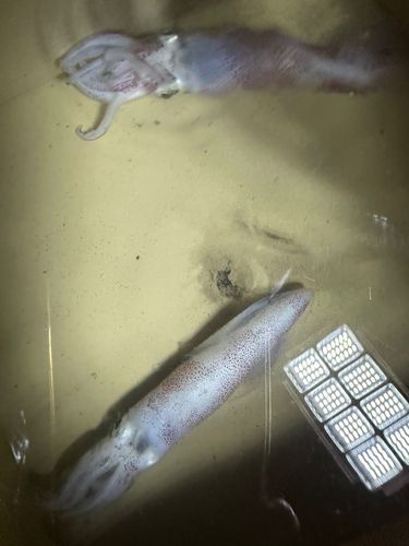 マメイカの釣果