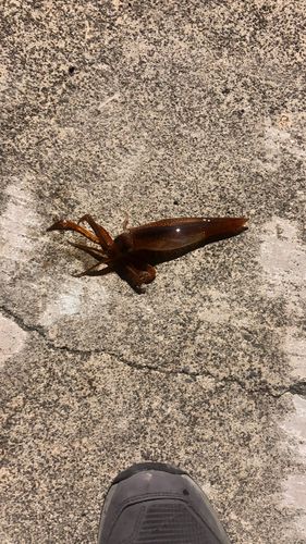 ヤリイカの釣果