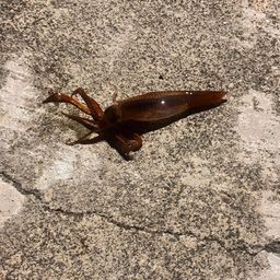 ヤリイカ
