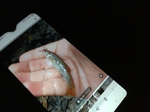 タカハヤの釣果