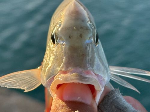 マトフエフキの釣果