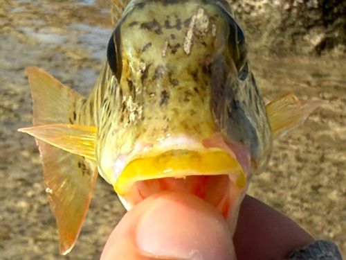 ムネアカクチビの釣果