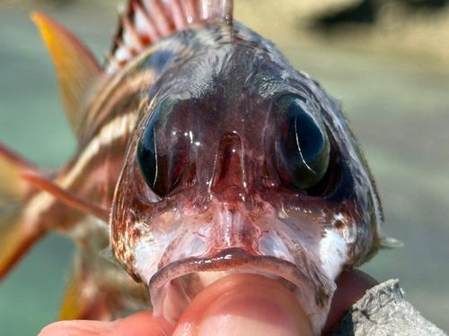 クロオビエビスの釣果