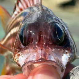 クロオビエビス