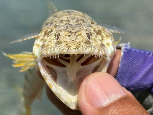 ミナミアカエソの釣果