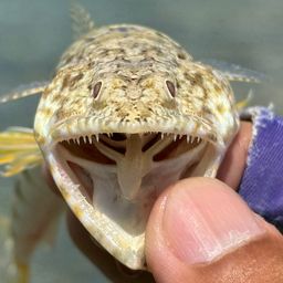 ミナミアカエソ
