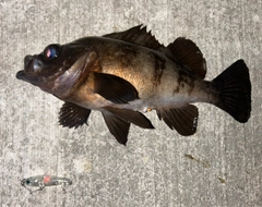 メバルの釣果