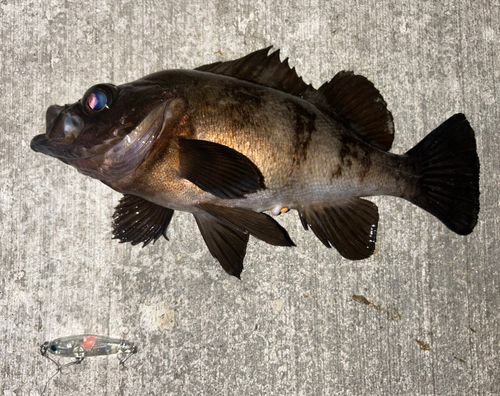 メバルの釣果