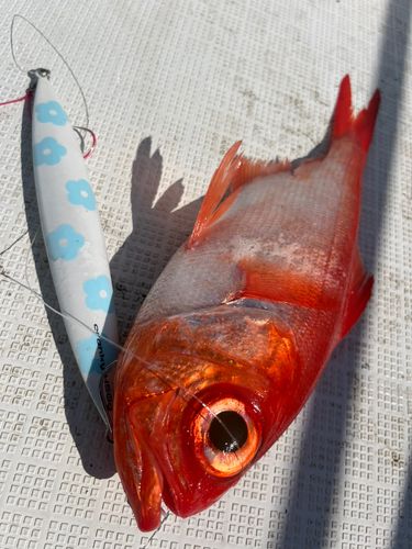キンメダイの釣果