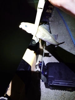 セイゴ(マルスズキ)の釣果