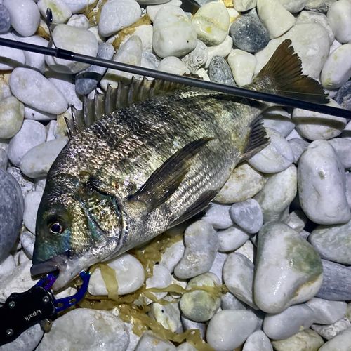 チヌの釣果
