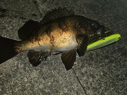 メバルの釣果