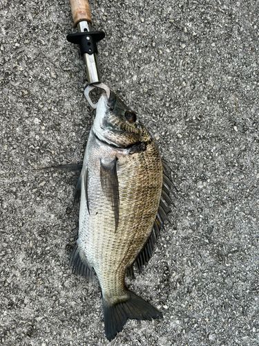 ミナミクロダイの釣果