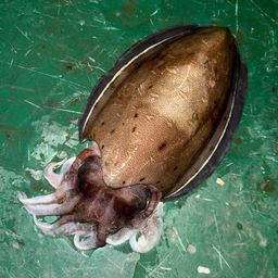 モンゴウイカ