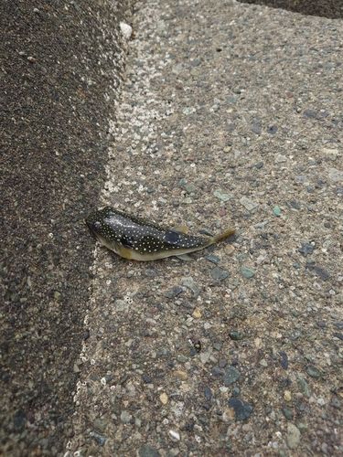 クサフグの釣果