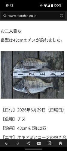 チヌの釣果