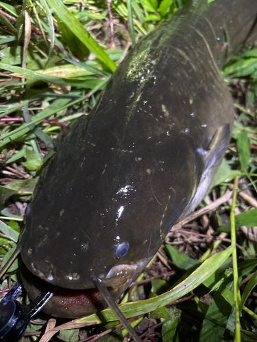 マナマズの釣果