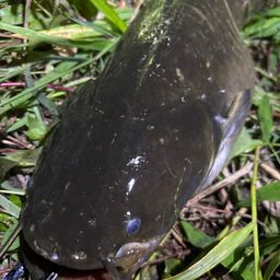マナマズ