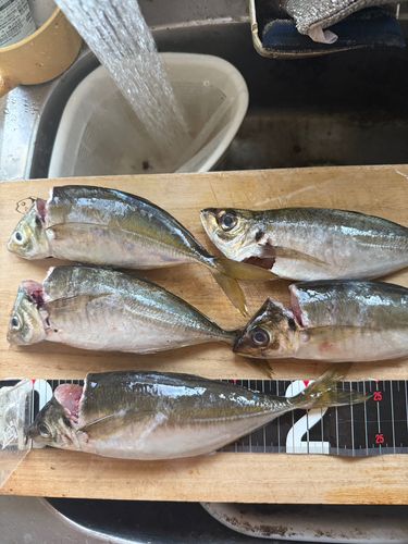 アジの釣果