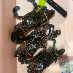タイワンガザミ