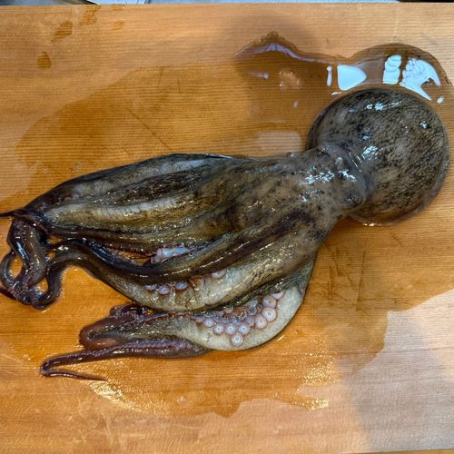 タコの釣果