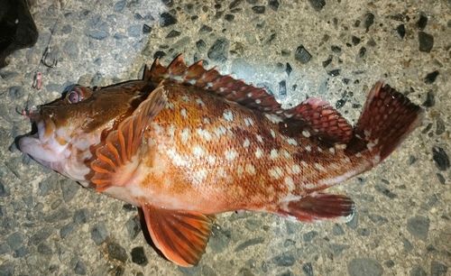 カサゴの釣果