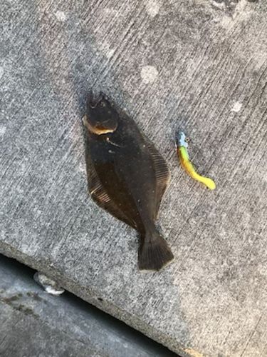 ソゲの釣果