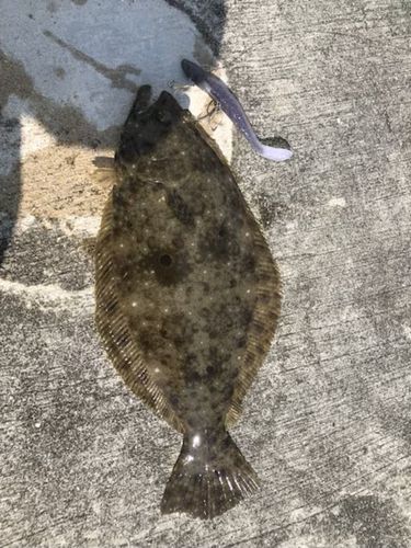 ソゲの釣果