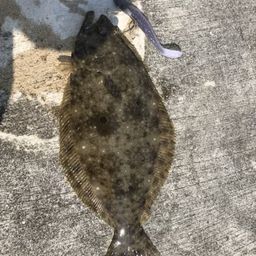 ソゲ