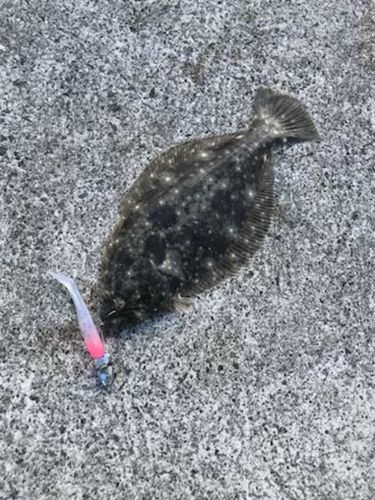ソゲの釣果