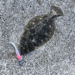 ソゲ
