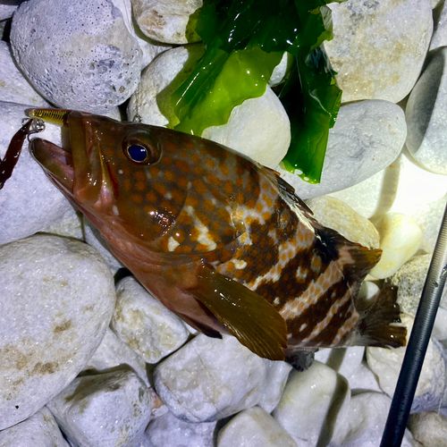 アコウの釣果