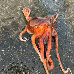 タコ
