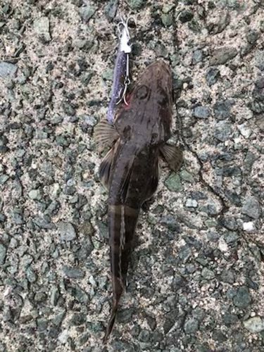 ワニゴチの釣果
