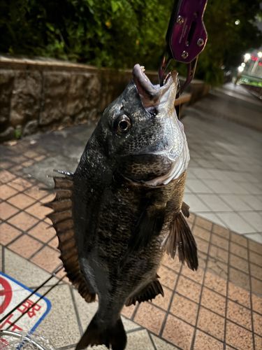 チヌの釣果