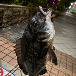 チヌ