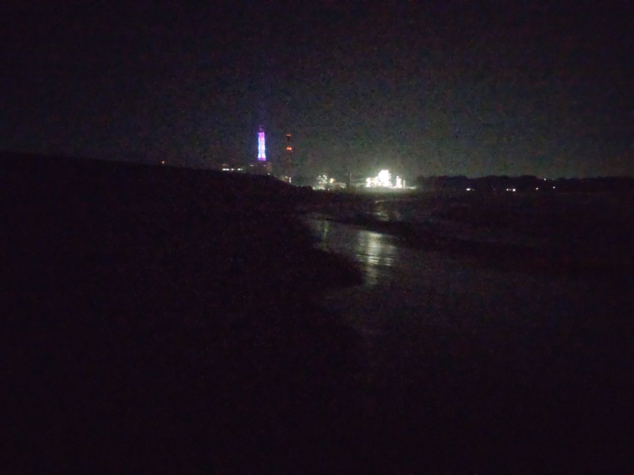 シーバス